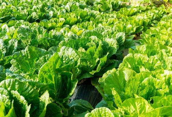 Fresh lettuce in field — Stock Photo, Image