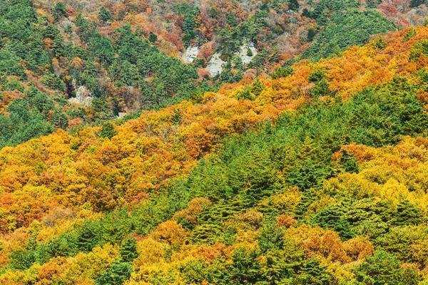 Montagne en automne — Photo