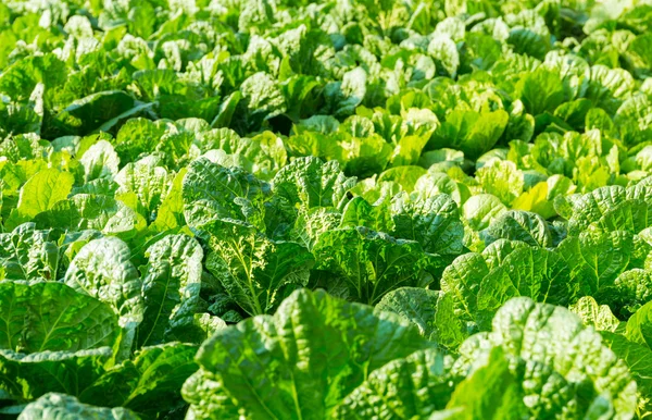 Свежий салат в поле — стоковое фото