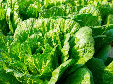 alanında taze marul