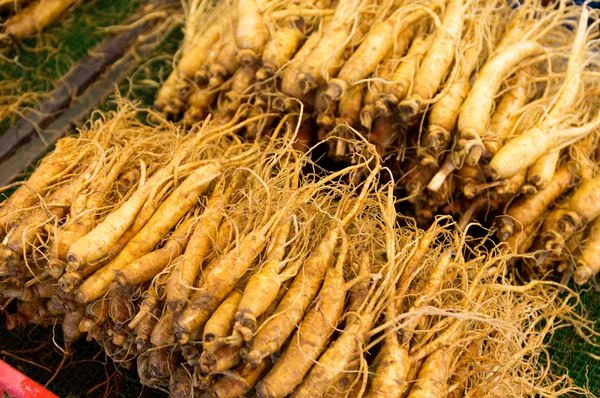 Fresh ginseng — Stock Photo, Image