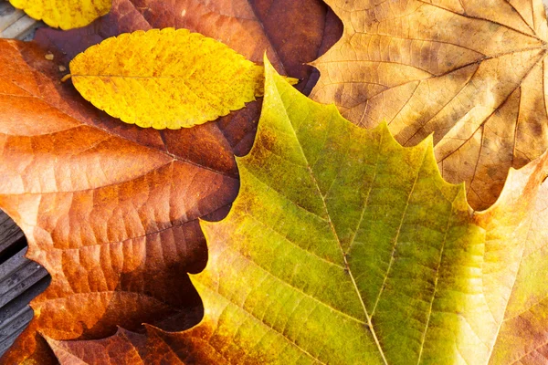 Fall leaves — Stock Photo, Image