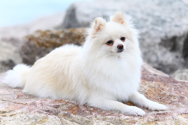 Witte Pommeren hond zittend op de rots — Stockfoto