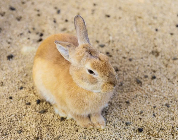 Farm rabbit — Stock Photo, Image