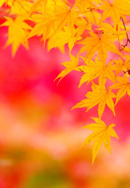 Klon jesienią — Zdjęcie stockowe