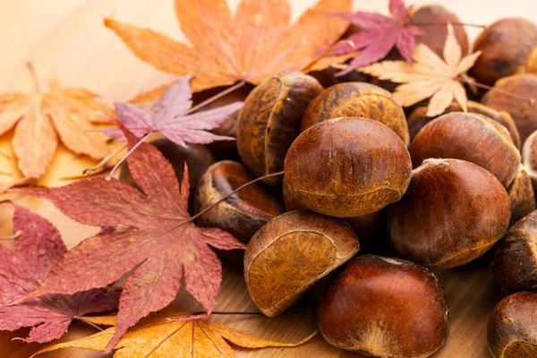 Castanha e folhas de ácer secas — Fotografia de Stock