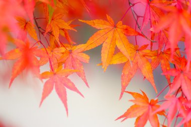 kırmızı akçaağaç ayrılmak