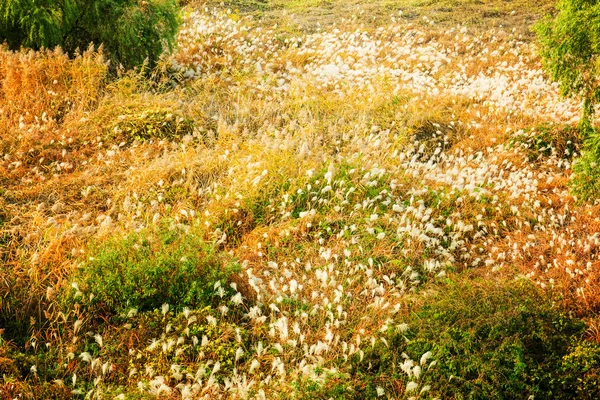 Wildgrass op de berg — Stockfoto