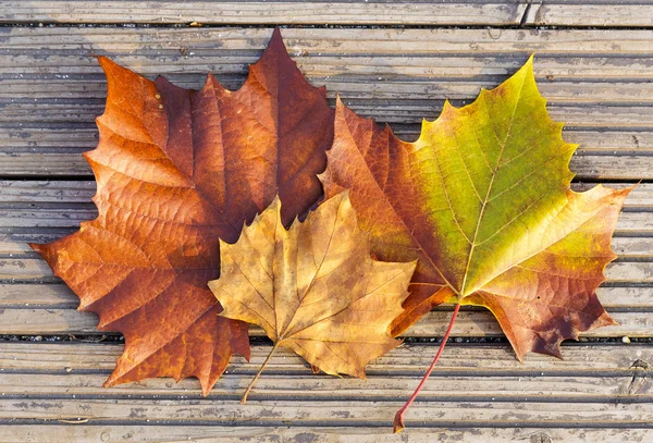 Dried maple leave — Stock Photo, Image