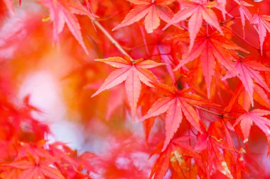 kırmızı akçaağaç ağaç