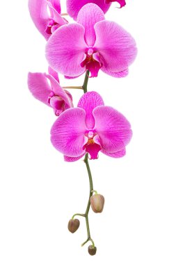 Orchid flower clipart