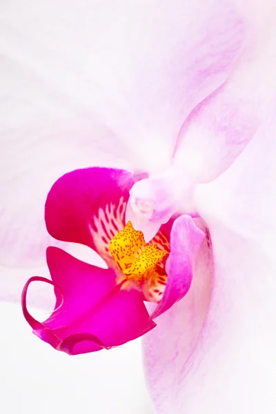 Orquídea radiante de cerca — Foto de Stock