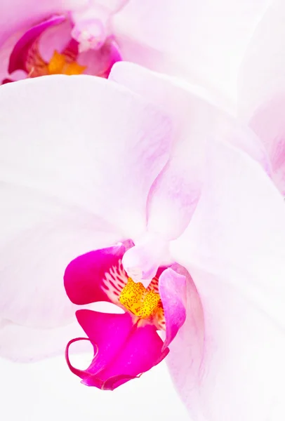Orkidestråling – stockfoto