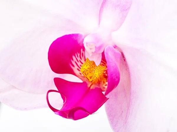 Purple orchid close up — Stock Photo, Image