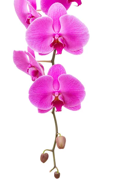 Orquídea flor radiante aislada — Foto de Stock