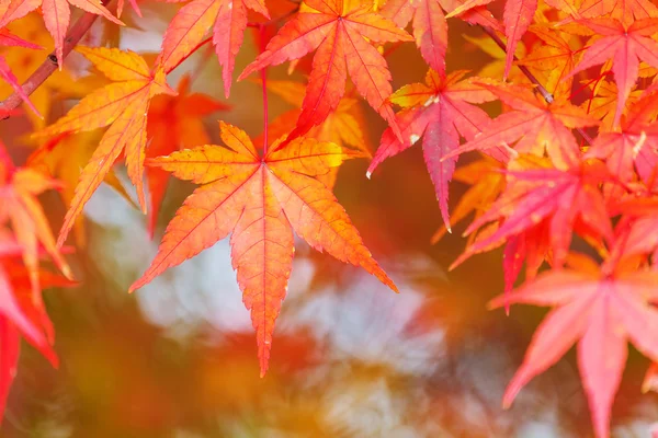 Red maple leave — Stock Photo, Image