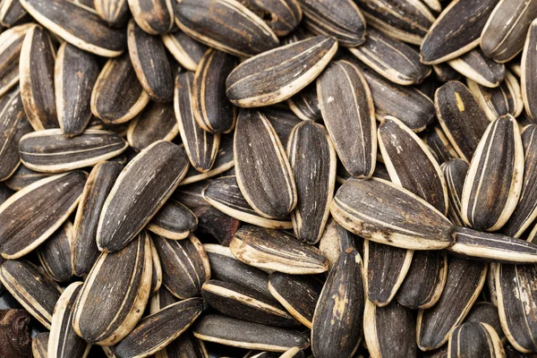 Sunflower seed close up — Stock Photo, Image