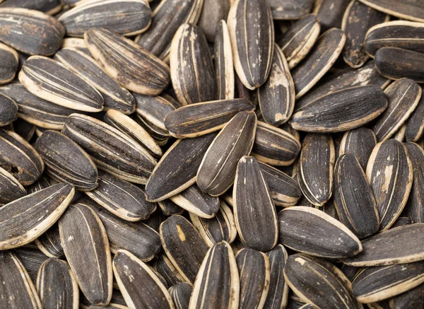 Sunflower seed close up — Stock Photo, Image