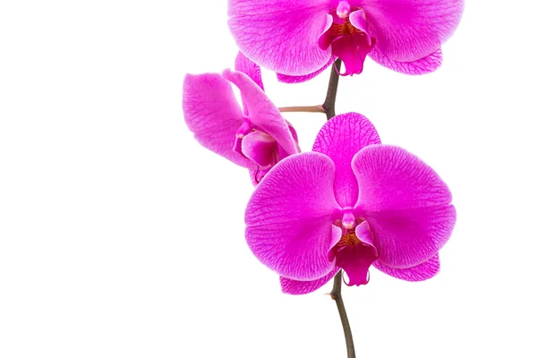 Orchidej květina zářící — Stock fotografie