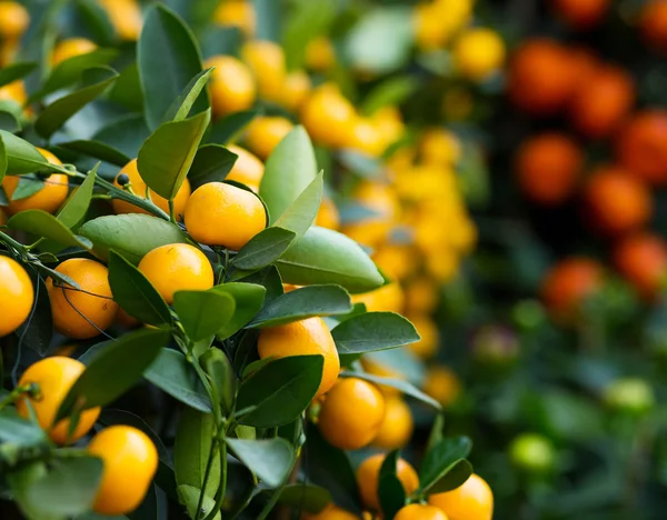 Tangerine pour le nouvel an lunaire — Photo