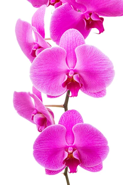 Stralende orchideebloem — Stockfoto