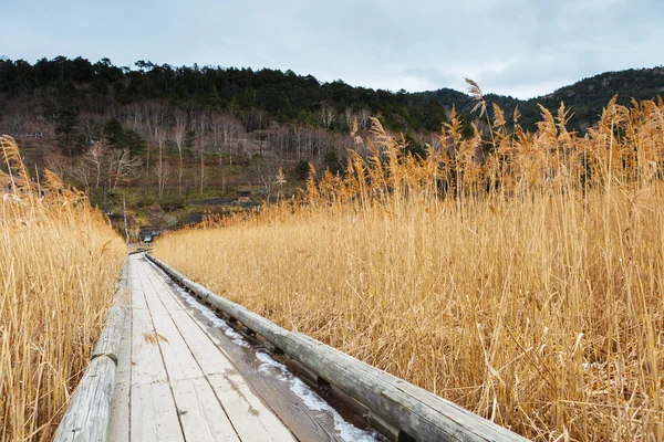 Sentiero in legno nella foresta — Foto Stock