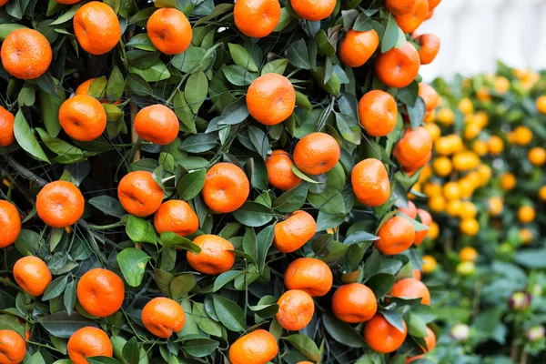 中国の旧正月の柑橘系の果物 — ストック写真
