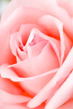 pembe Gül doku yakın çekim