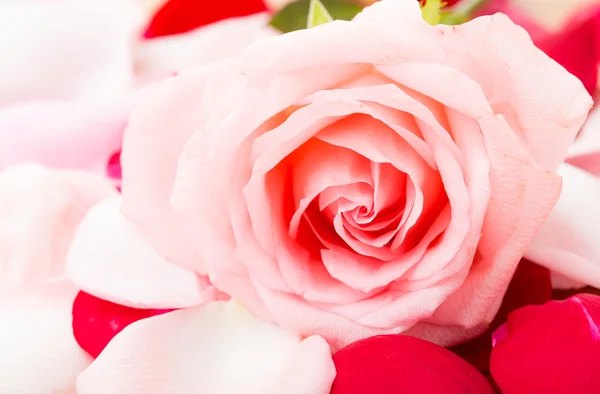 Pink Rose met petal naast — Stockfoto