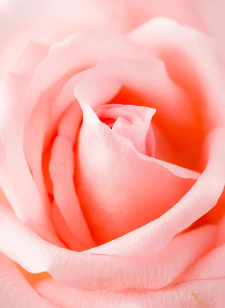 Rose — Stock Photo, Image