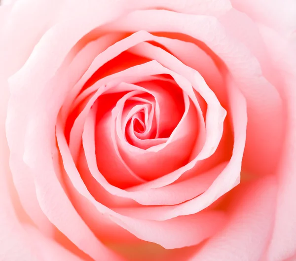 Rose ! — Photo