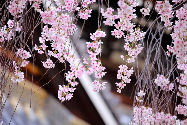 Gråtande körsbär blomma med japansk tempel bakgrund — Stockfoto