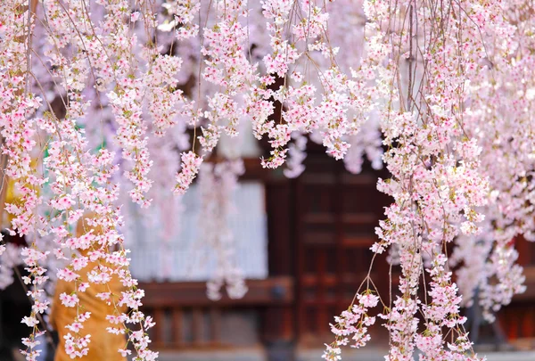 Weeping sakura with japanese temple background — Stock Photo, Image