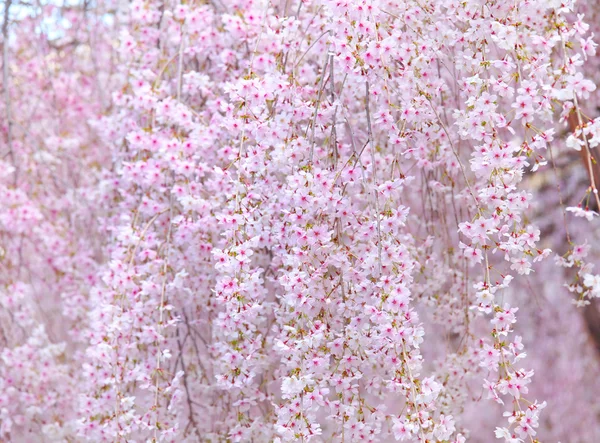 Японское дерево сакура — стоковое фото