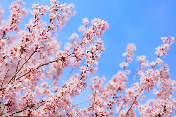 Sakura s jasně modrou oblohou — Stock fotografie