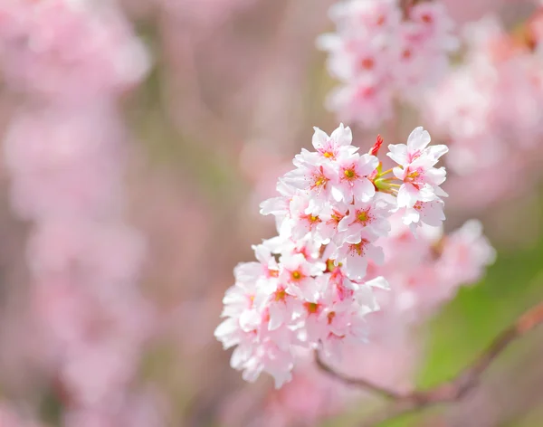 Sakura. —  Fotos de Stock