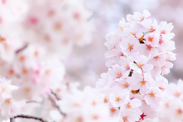 Flor de Sakura — Fotografia de Stock