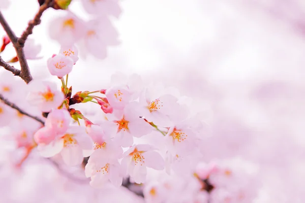 Japanse sakura — Stockfoto