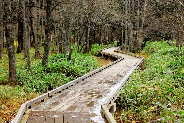 Wooden pathway in forest — Stock Photo, Image