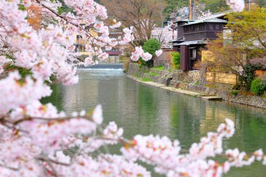 Sakura in kyoto clipart