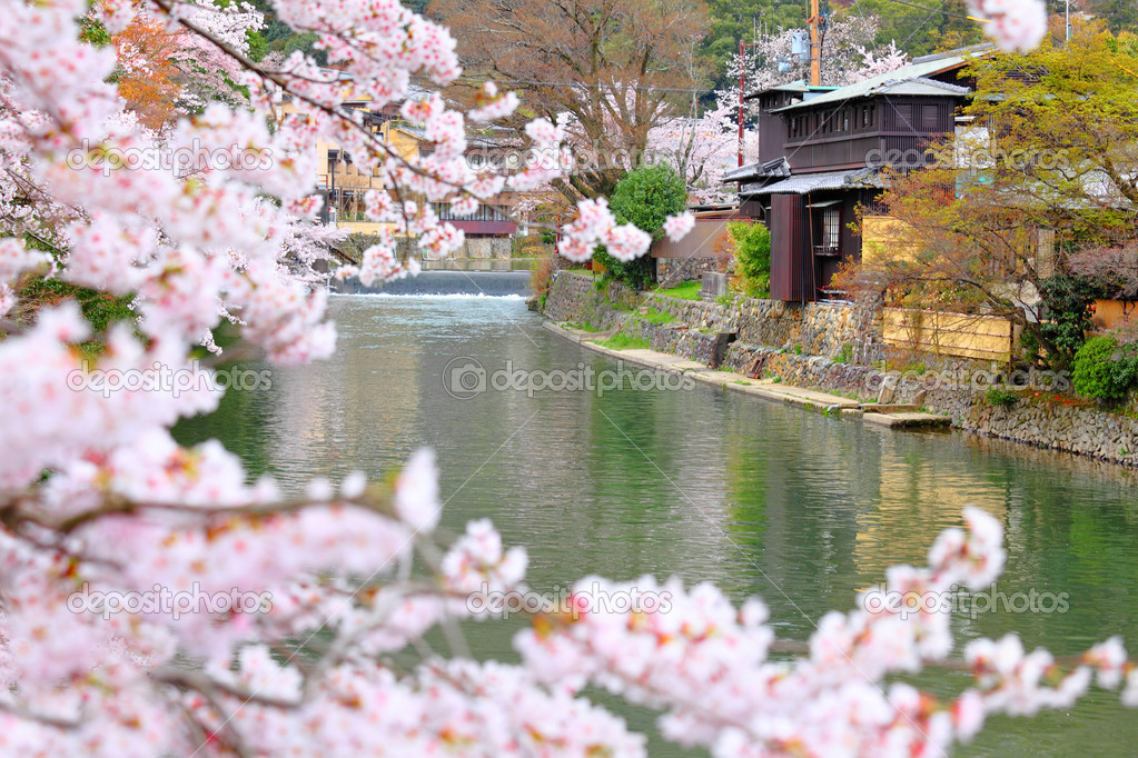 Sakura in kyoto