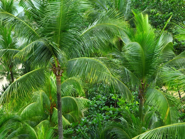 Palm bomen woud — Stockfoto