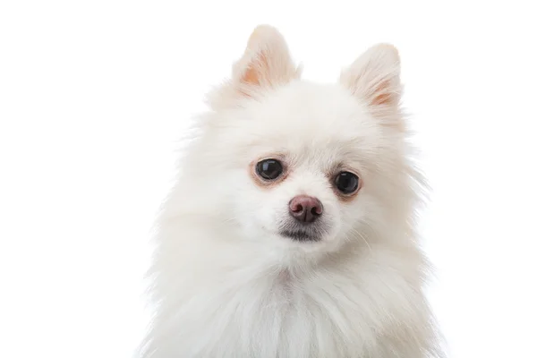 Roztomilé bílé špicl štěně — Stock fotografie