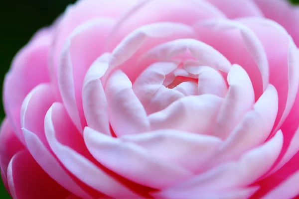 Camellia — Stock Photo, Image