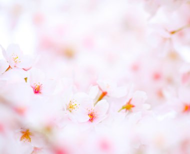 Japonya'daki Sakura, kiraz çiçeği