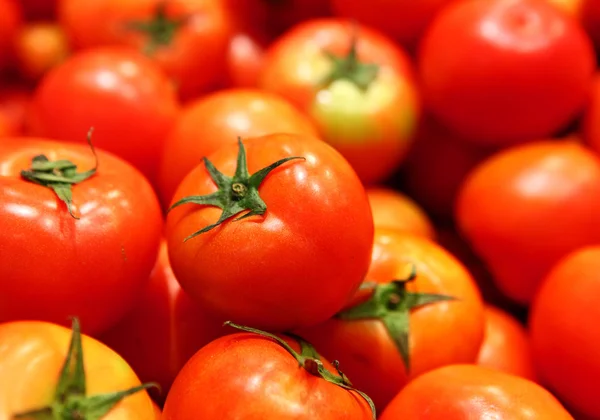 Grupo de tomate — Fotografia de Stock