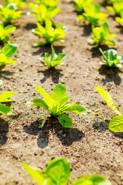 Groene sla in tuin — Stockfoto