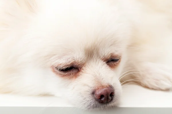 Bianco pomerania dormire — Foto Stock