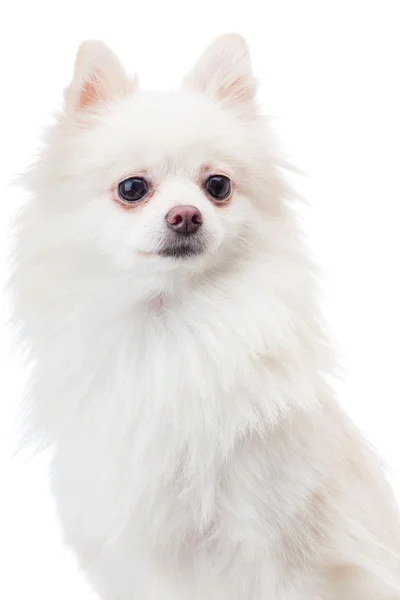 孤立的白色衬底上的白色博美犬狗 — 图库照片
