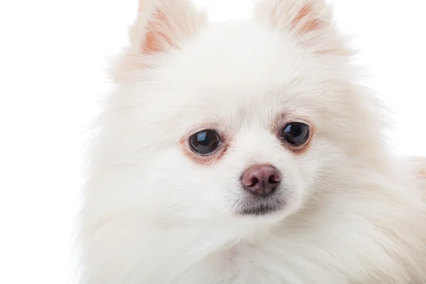 화이트 pomeranian 개 가까이 — 스톡 사진